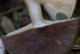 Hygrophorus hypothejus image