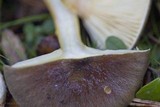 Hygrophorus hypothejus image
