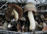 Entoloma ferruginans image