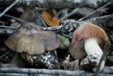 Entoloma ferruginans image
