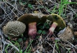Xerocomellus mendocinensis image