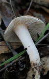 Hygrophorus roseobrunneus image