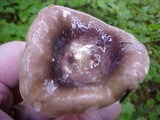 Russula occidentalis image