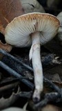 Lepiota cristata image