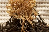 Phaeoclavulina myceliosa image