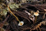 Mycena crocata image