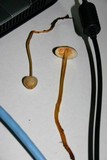 Mycena crocata image