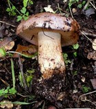 Cortinarius lilacinocolossus image