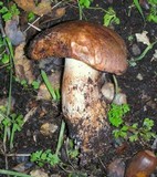 Cortinarius lilacinocolossus image
