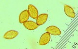 Cortinarius lilacinocolossus image