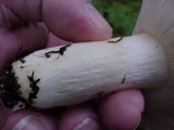 Russula occidentalis image
