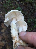 Lepiota magnispora image