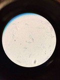 Lepiota magnispora image