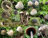 Panaeolus acuminatus image