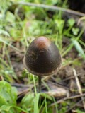 Panaeolus acuminatus image