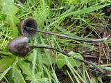 Panaeolus acuminatus image