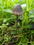 Panaeolus acuminatus image