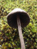 Panaeolus acuminatus image