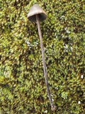 Panaeolus acuminatus image