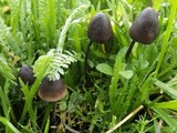 Panaeolus acuminatus image