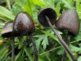 Panaeolus acuminatus image