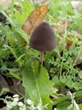 Panaeolus acuminatus image