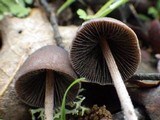 Panaeolus acuminatus image