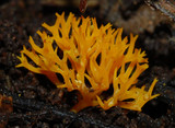 Ramaria aureorhiza image