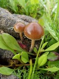 Psilocybe coprophila image