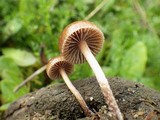 Psilocybe coprophila image