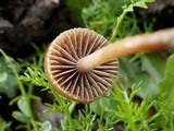 Psilocybe coprophila image