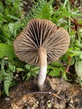 Psilocybe coprophila image