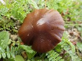 Psilocybe coprophila image