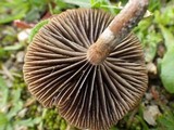 Psilocybe coprophila image