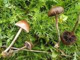 Psilocybe coprophila image