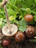 Psilocybe coprophila image