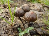 Psilocybe coprophila image