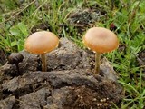 Psilocybe coprophila image