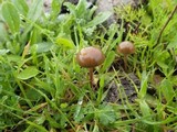 Psilocybe coprophila image