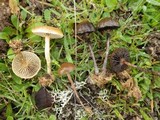 Psilocybe coprophila image