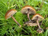 Psilocybe coprophila image