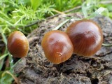 Psilocybe coprophila image