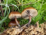 Psilocybe coprophila image