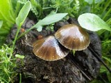 Psilocybe coprophila image
