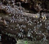 Physarum globuliferum image