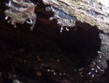 Physarum globuliferum image