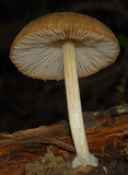 Pluteus readiarum image
