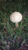 Amanita foetidissima image