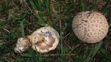 Amanita foetidissima image