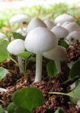 Termitomyces microcarpus image